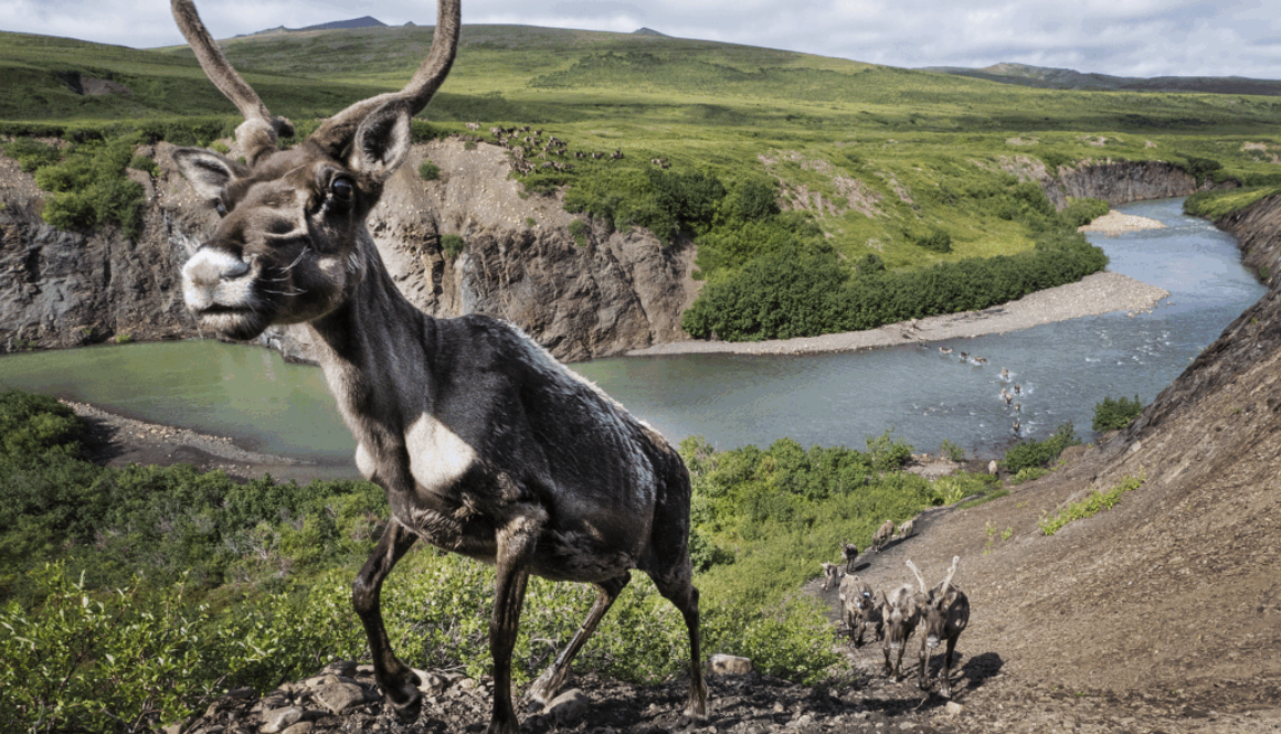 Porcupine caribou migration Blow River, photo by Peter Mather.