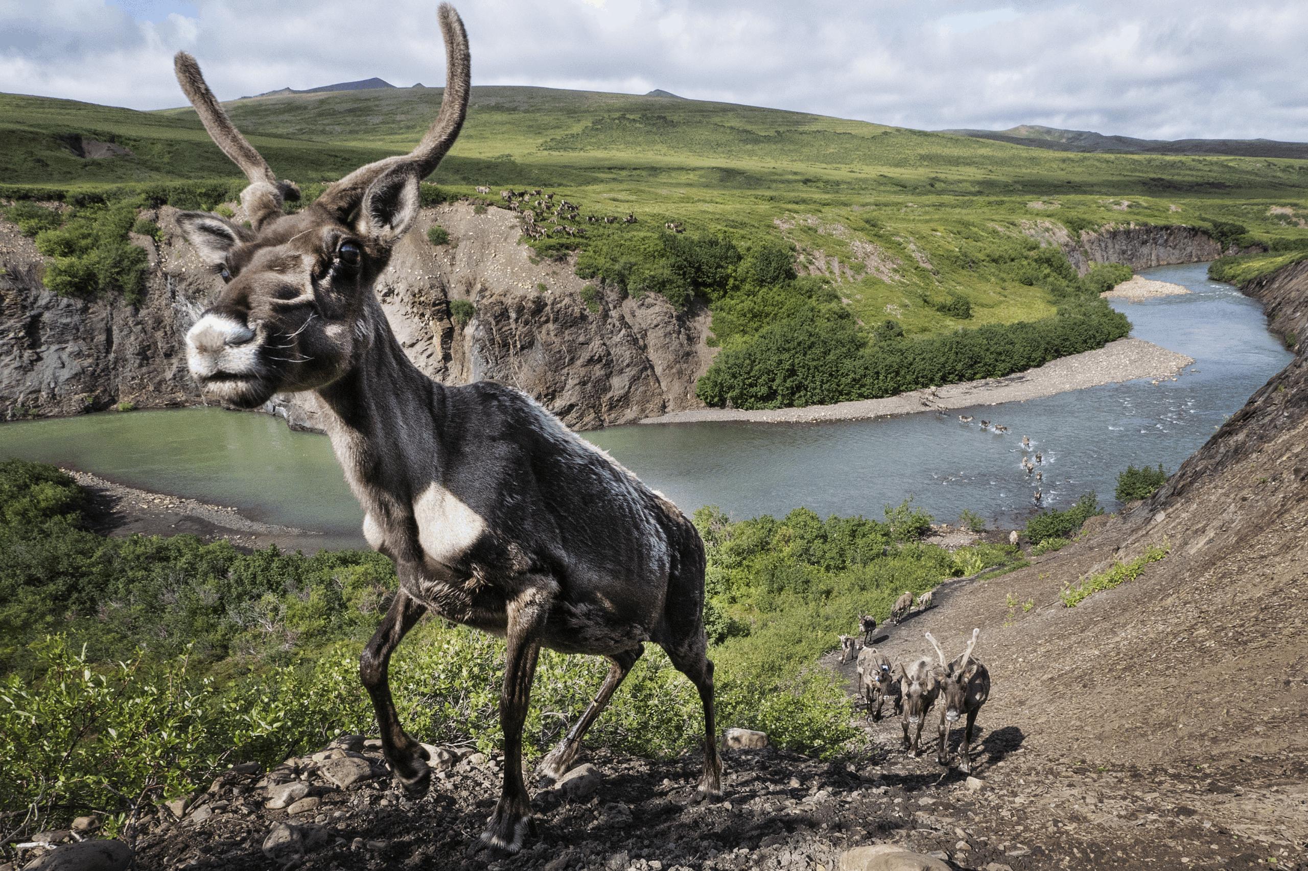 Porcupine caribou migration Blow River, photo by Peter Mather.
