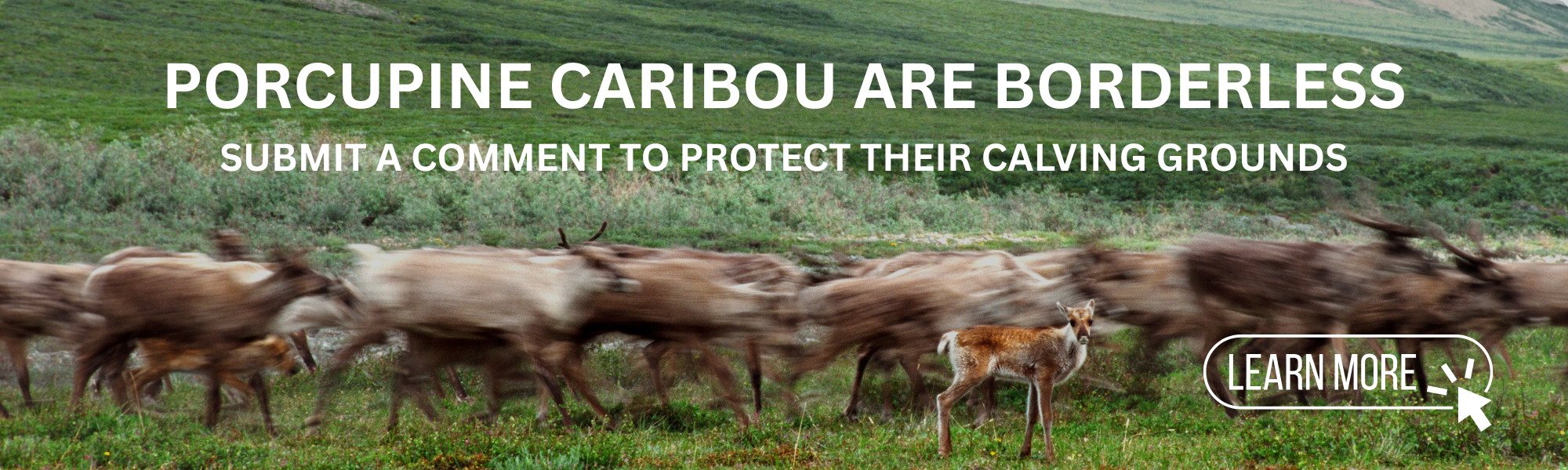 Porcupine Caribou comment banner 2026