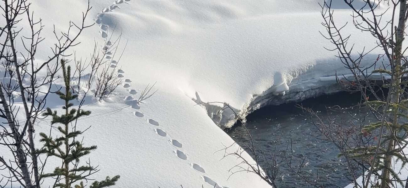 B6_lynx_20220208_141409