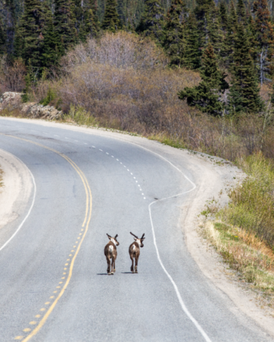 Travelling in the Yukon? Be a respectful guest Travelling in the Yukon? Be a respectful guest