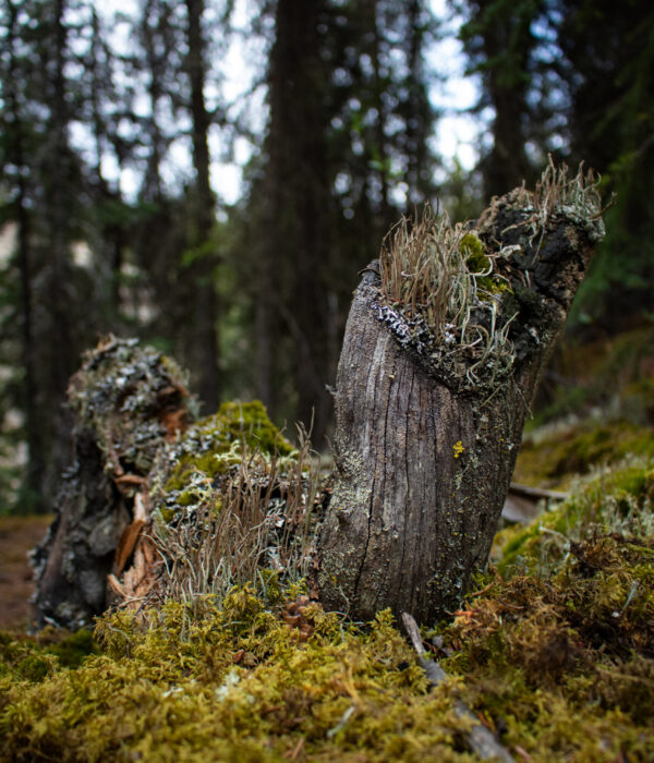 A moss-covered tree stump on the forest floor with various lichens and small plants growing on it. Photo by Hannah Hofsink, Ross River Dena Council territory.