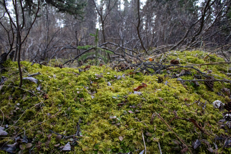 Forest floor densely covered in green moss.