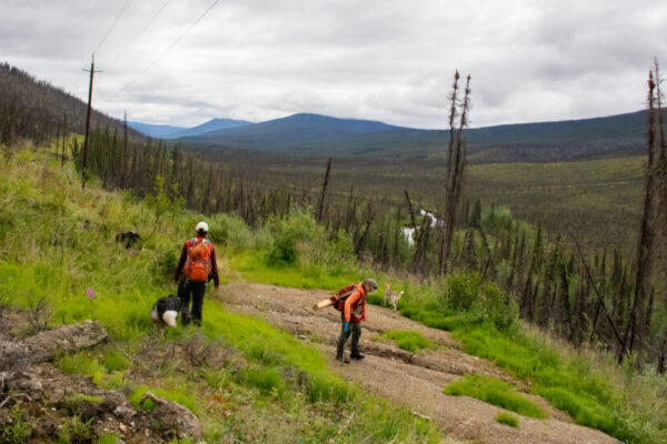 Two people with backpacks and a dog walk along a grassy slope with sparse tall trees and a cloudy sky in a post-wildfire environment.