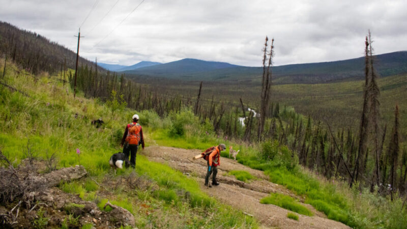Two people with backpacks and a dog walk along a grassy slope with sparse tall trees and a cloudy sky in a post-wildfire environment.