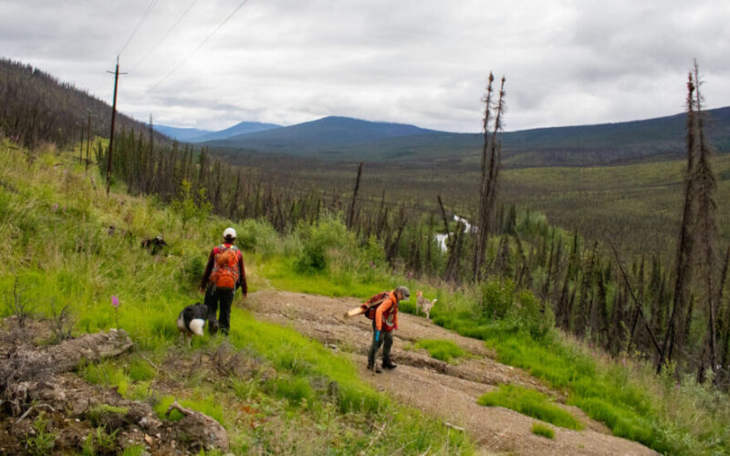 Two people with backpacks and a dog walk along a grassy slope with sparse tall trees and a cloudy sky in a post-wildfire environment.