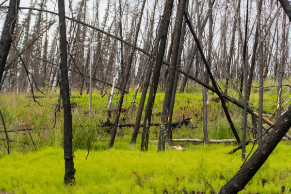 A forest area with numerous tall, charred trees standing and fallen, with bright green horsetails covering the ground beneath.