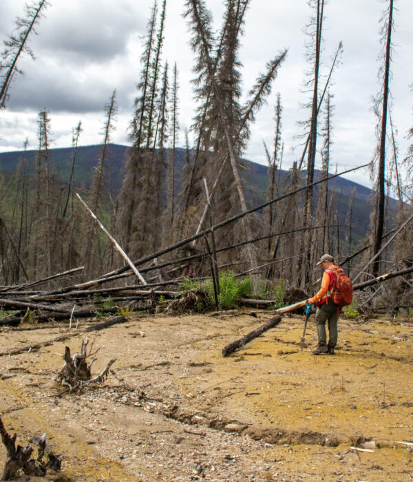 A person with a safety vest and backpack examines barren, cracked ground in a land slide area surrounded by dead, leafless trees in a forest.