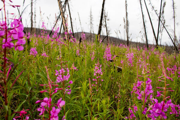Fireweed painted hillsides bright pink, photo by Hannah Hofsink. A field with vibrant pink fireweed grows among charred tree trunks