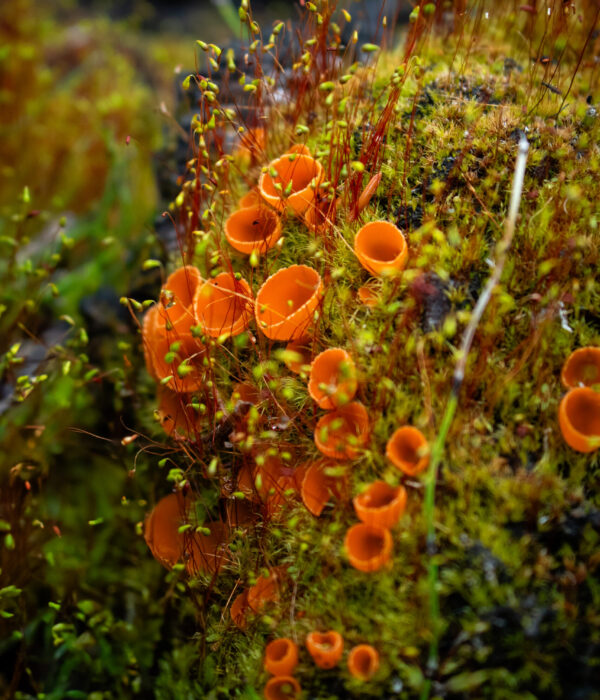 A vibrant orange cup-shaped fungi grows densely on green moss-covered ground.