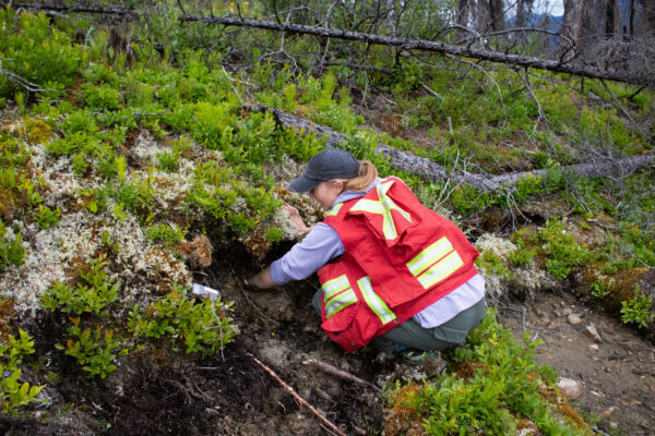 A person wearing a red safety vest crouches near a small hole in a forested area with green shrubs and fallen trees