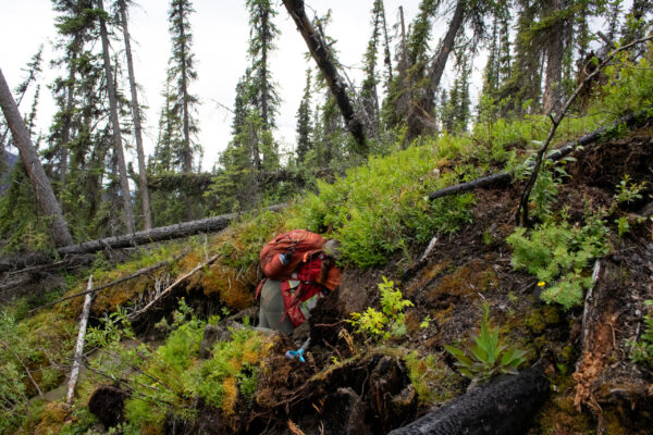 A person with a red backpack digs into a slope covered in green shrubs, with fallen trees in the background