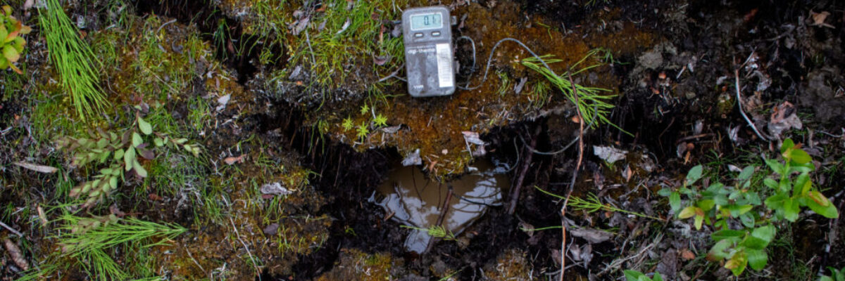Temperature probe on forest floor reads 0.1 degree C with small plants growing and black burnt soil below.