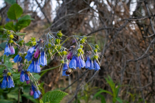 Tall bluebells near Haggart Creek, photo by Hannah Hofsink. A cluster of bell-shaped flowers in blue and purple hues hang from green stems.