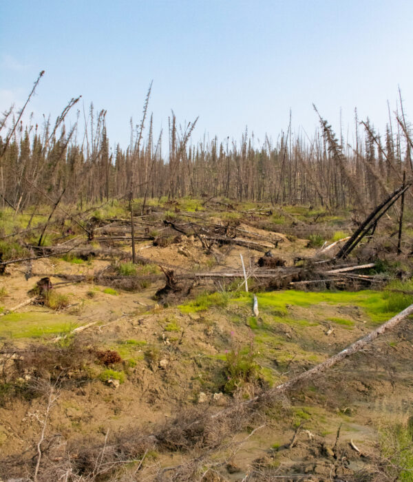 A barren hillside with numerous dead leafless trees and scattered fallen branches under a clear blue sky.