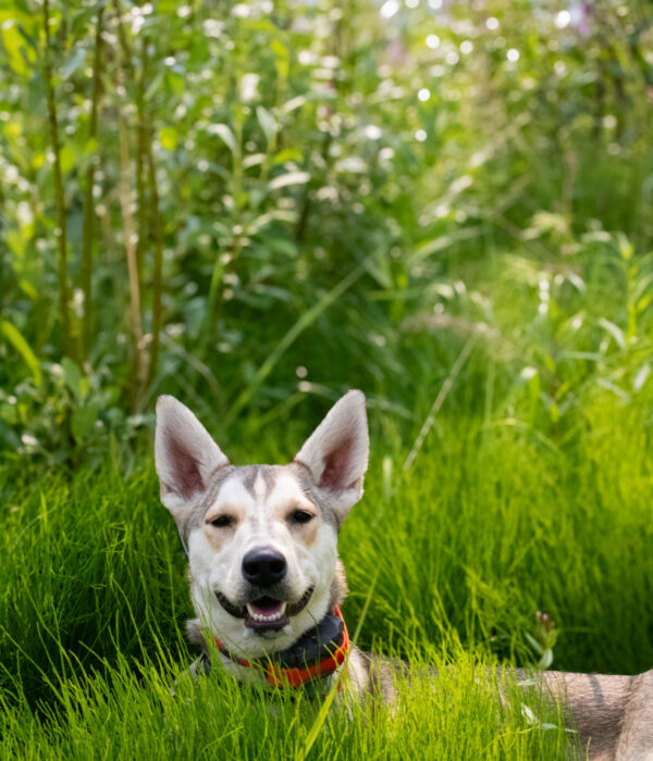 A grey and white dog with large upright ears and a happy expression lies in tall, vibrant green horsetails.