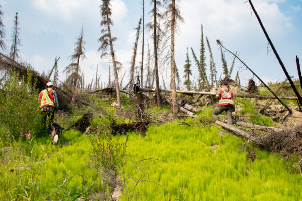 Two people in safety vest walk through a post wildfire environment with green horsetails and numerous dead, leafless trees, First Nation of Na-Cho Nyäk Dun territory.