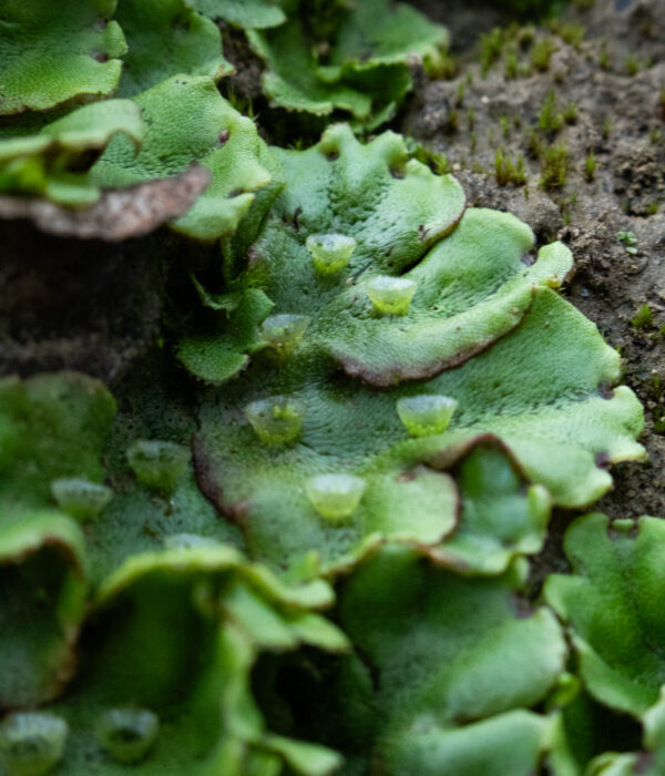 A green liverwort grows on soil, showing detailed texture and small raised cup-like structures on the lead surfaces.