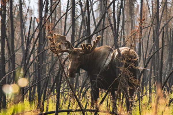 A moose stands among charred, leafless trees in a forest recovering from fire.