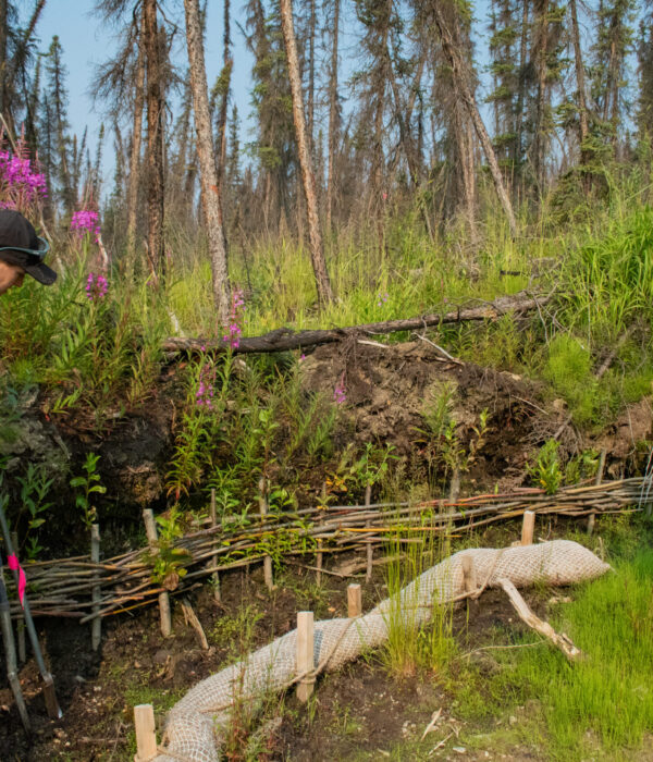 Two people in orange vests examine a wattle fence in a forested area with tall dead and alive trees and purple fireweed. Two people in orange vests examine a wattle fence in a forested area with tall dead and alive trees and purple fireweed.