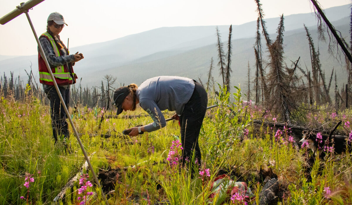 Two people conduct field work in a grassy area with pink fireweed and charred trees. One person is inspecting a soil sample while the other stand by holding a clipboard.
