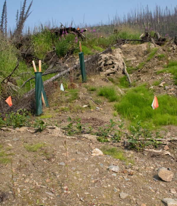 A partially eroded slope with sparse vegetation and protective green tubes around young plants. Orange flags mark spots.