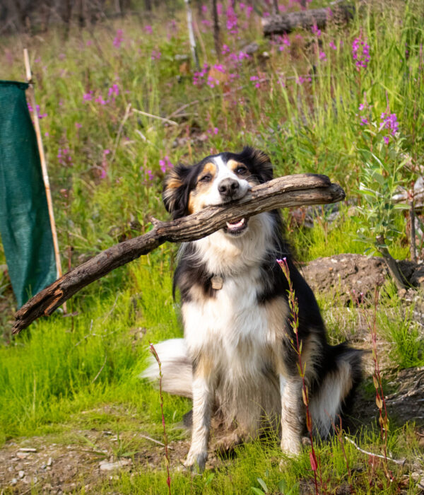 A black, white, and brown dog sits on grass and dirt holding a large stick in its mouth.